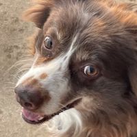 Alamance Countryside Mobile Vet Services ico