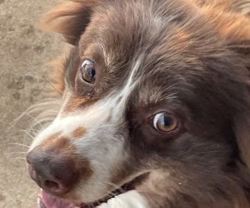 Alamance Countryside Mobile Vet Services