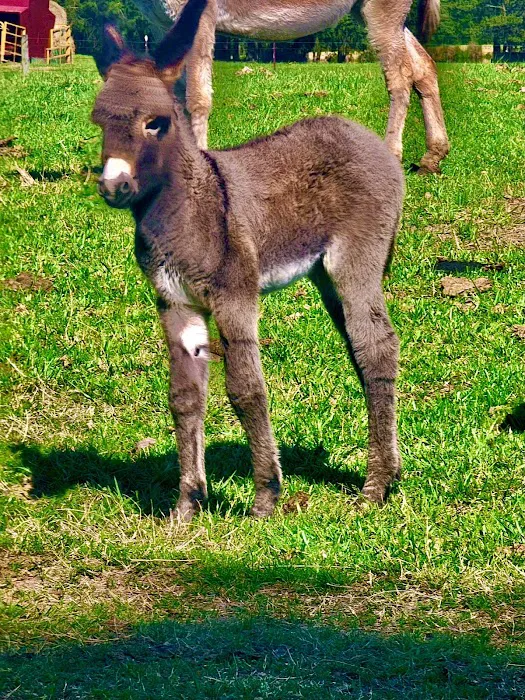 Alamance Countryside Mobile Vet Services 5