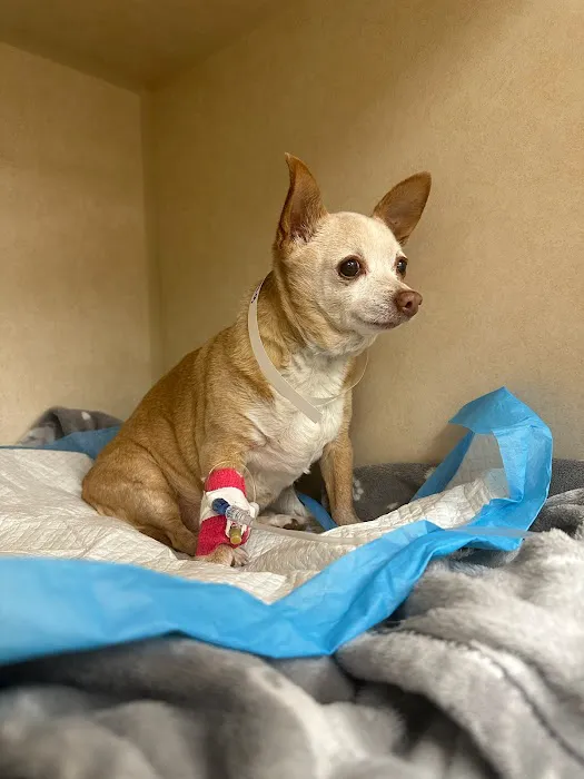 Town N Country Animal Hospital 7