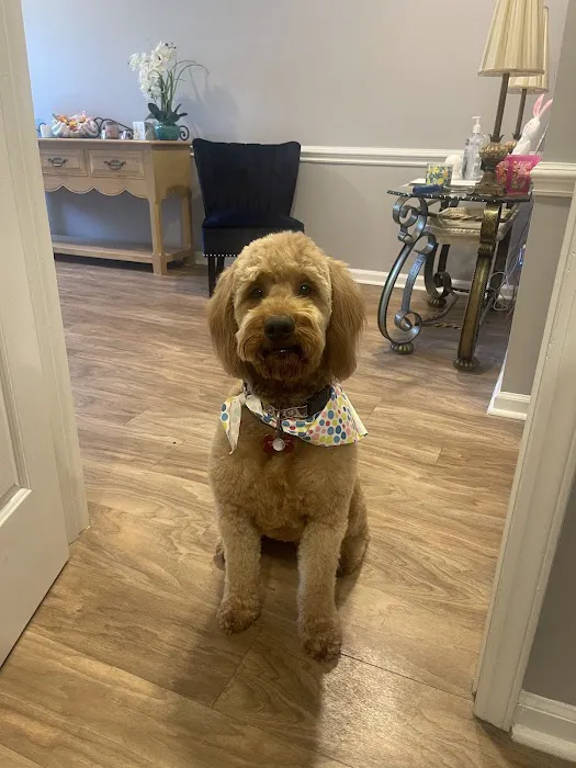 Town N Country Animal Hospital 5