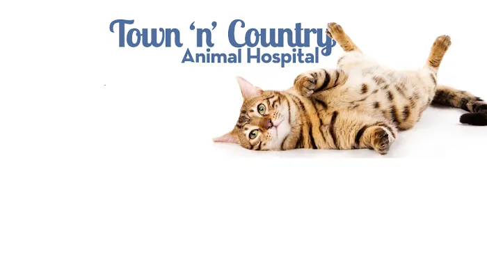 Town N Country Animal Hospital 1