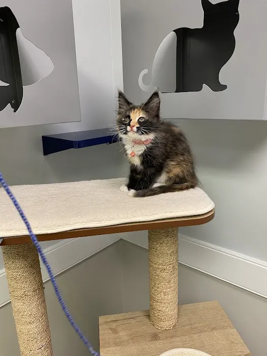 Town N Country Animal Hospital 6