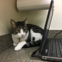 The Cat Hospital of Durham and Chapel Hill ico