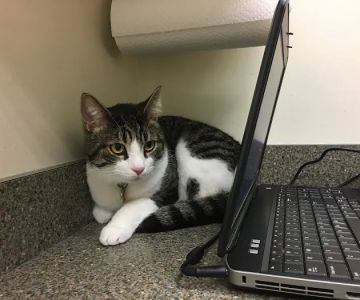 The Cat Hospital of Durham and Chapel Hill