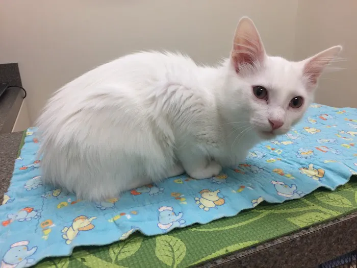 The Cat Hospital of Durham and Chapel Hill 4