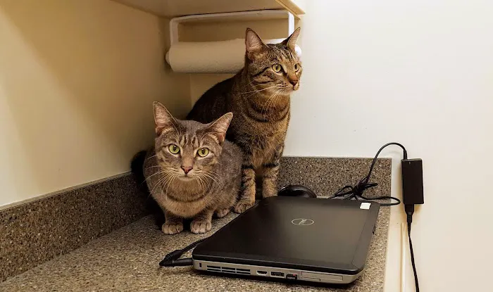 The Cat Hospital of Durham and Chapel Hill 5