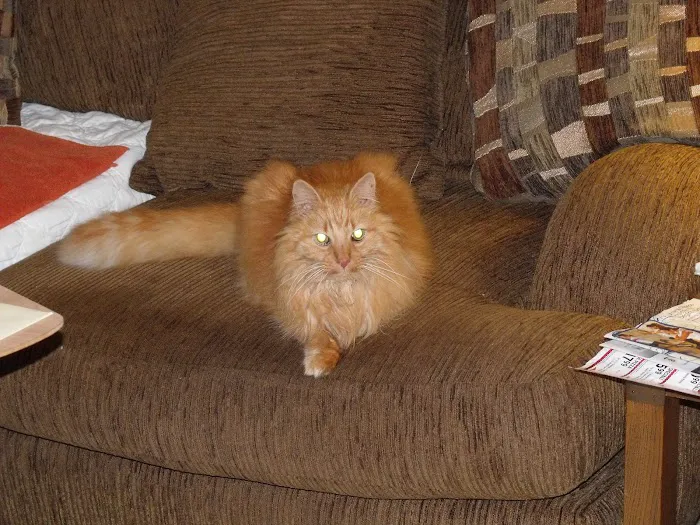 The Cat Hospital of Durham and Chapel Hill 9
