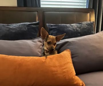Four Paws Animal Clinic