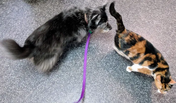 Four Paws Animal Clinic 7