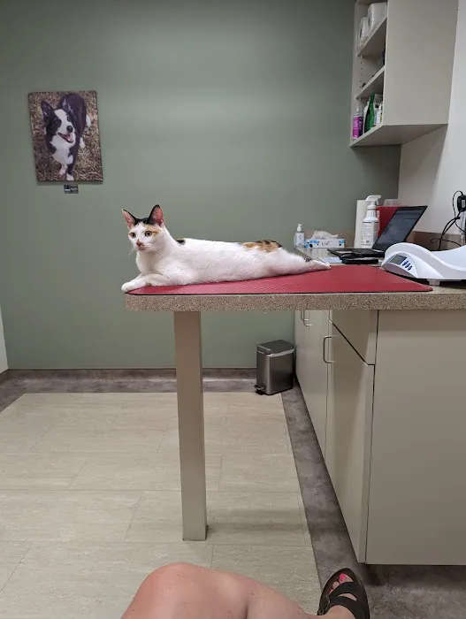 Meadowmont Animal Hospital 3