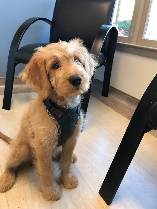 Meadowmont Animal Hospital 2