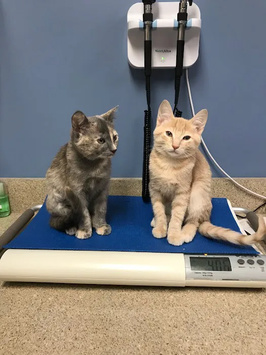 Meadowmont Animal Hospital 8
