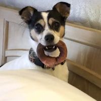 Town N Country Animal Hospital on Forestdale ico