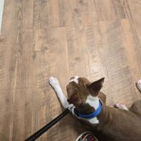 PetVet Vaccination Clinic ico