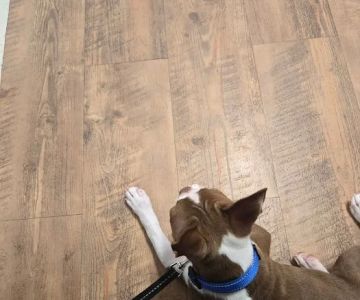 PetVet Vaccination Clinic