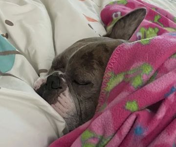 All Paws Pet Emergency Hospital