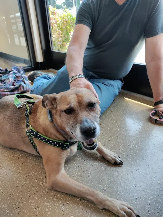 All Paws Pet Emergency Hospital 7