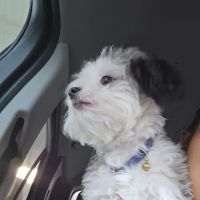 Westbrook Animal Hospital ico