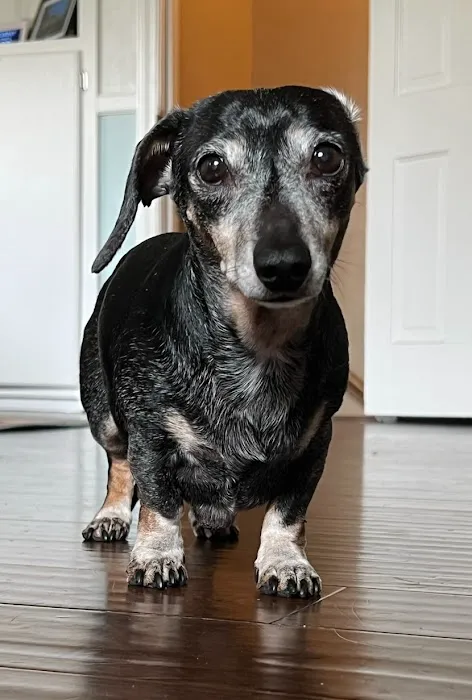 Elon Oaks Veterinary Hospital 5