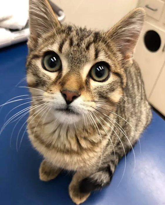 Elon Oaks Veterinary Hospital 3