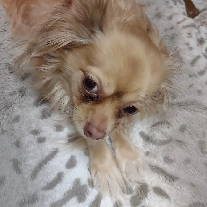 Elon Oaks Veterinary Hospital 6