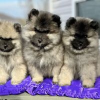 Elon Oaks Veterinary Hospital ico