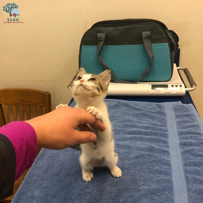 Elon Oaks Veterinary Hospital 7
