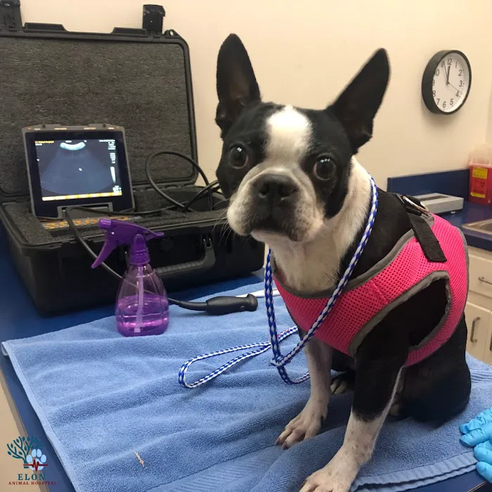 Elon Oaks Veterinary Hospital 10