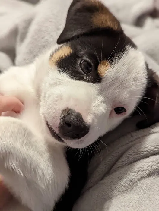 North Churton Animal Hospital 4