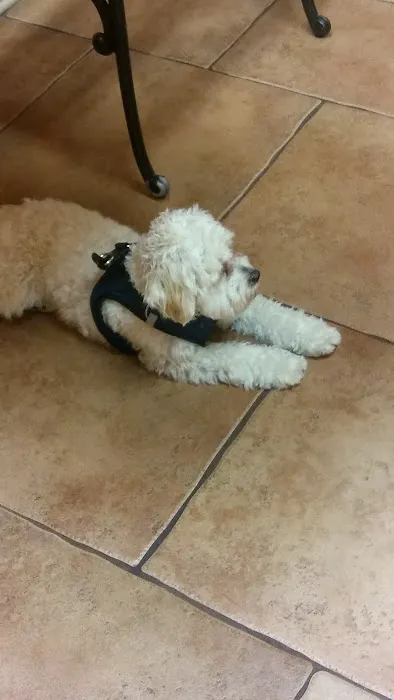 Piedmont Veterinary Clinic 1