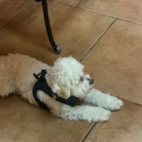 Piedmont Veterinary Clinic ico