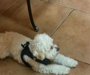 Piedmont Veterinary Clinic