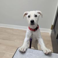 GoodVets Apex (Raleigh) ico