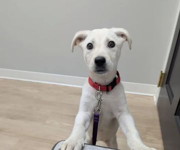 GoodVets Apex (Raleigh)