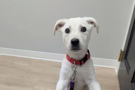 GoodVets Apex (Raleigh)