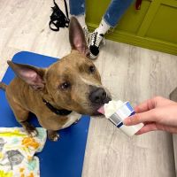 Happy Tails Veterinary Hospital ico