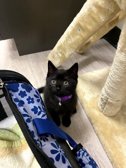 Happy Tails Veterinary Hospital 4