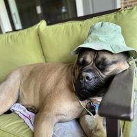 Peak City Veterinary Hospital ico
