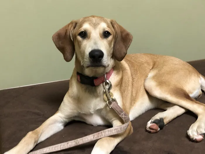 Peak City Veterinary Hospital 3