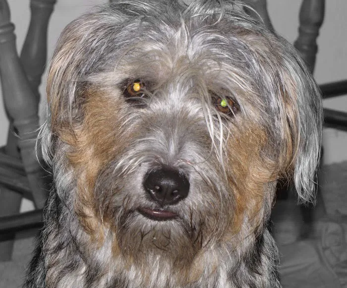 Waggin' Tails Mobile Vet 3
