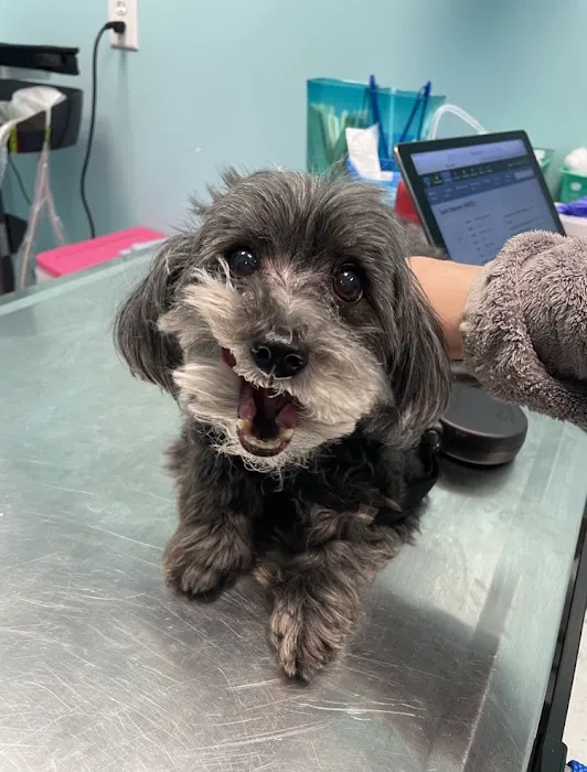 Hope Veterinary Hospital of Holly Springs 12