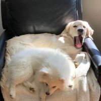 Vetco Total Care Animal Hospital ico
