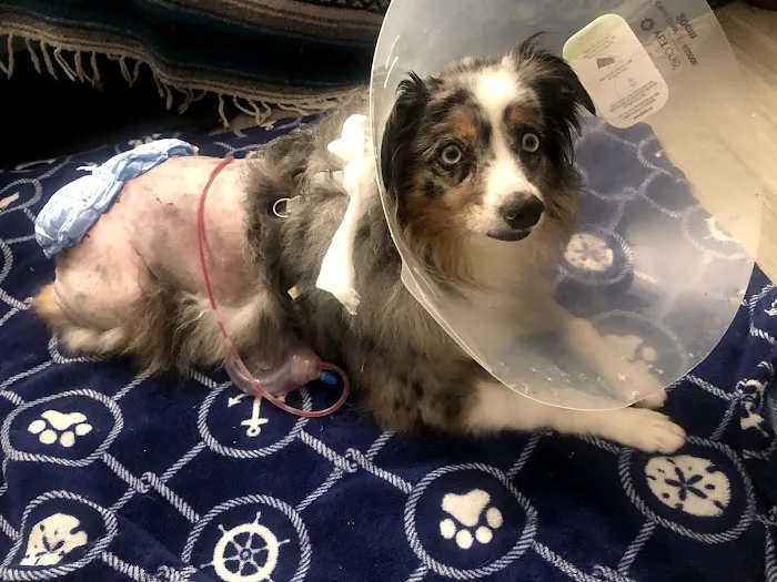 BluePearl Pet Hospital 2