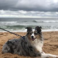 BluePearl Pet Hospital ico