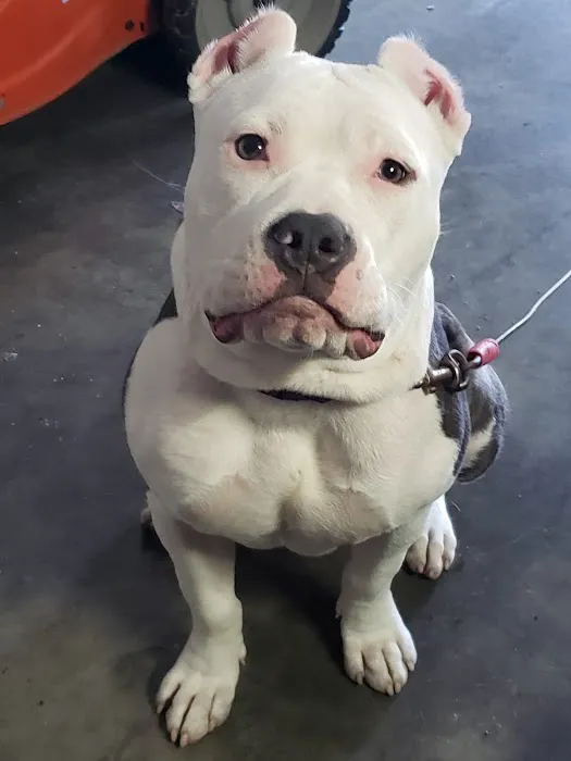 Banfield Pet Hospital 5