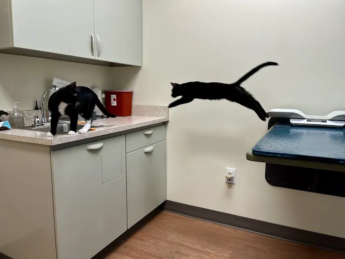 All 4 Paws Animal Hospital 3