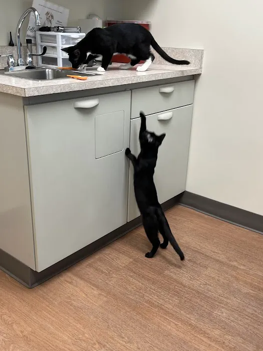 All 4 Paws Animal Hospital 9