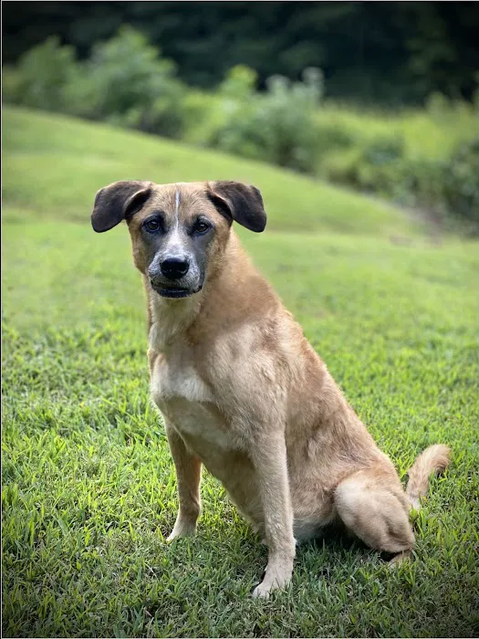 All 4 Paws Animal Hospital 1