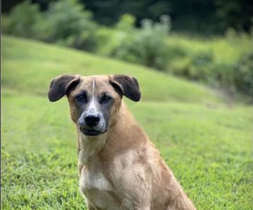All 4 Paws Animal Hospital